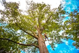 Tree and Shrub Care