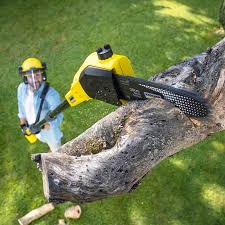 Pest Control for Lawns