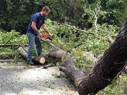 How Our Tree Care Process Works  in  Niles, OH